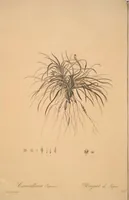 Picture 160 of 960 from Les liliacées (1805), leaf 83