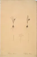 Picture 162 of 960 from Les liliacées (1805), leaf 84