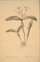 Picture 163 of 960 from Les liliacées (1805), leaf 85