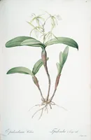 Picture 164 of 960 from Les liliacées (1805), leaf 85