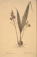 Picture 165 of 960 from Les liliacées (1805), leaf 86