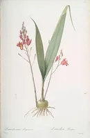 Picture 166 of 960 from Les liliacées (1805), leaf 86