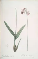 Picture 168 of 960 from Les liliacées (1805), leaf 87