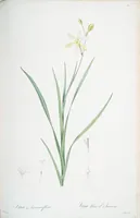 Picture 169 of 960 from Les liliacées (1805), leaf 88