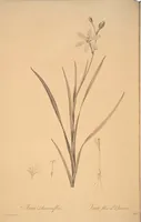 Picture 170 of 960 from Les liliacées (1805), leaf 88