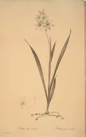 Picture 171 of 960 from Les liliacées (1805), leaf 89