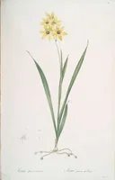 Picture 172 of 960 from Les liliacées (1805), leaf 89