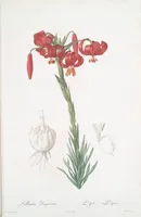 Picture 15 of 960 from Les liliacées (1805), leaf 9