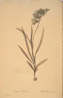Picture 173 of 960 from Les liliacées (1805), leaf 90