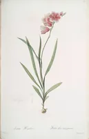 Picture 174 of 960 from Les liliacées (1805), leaf 90