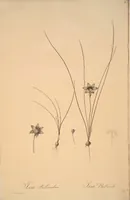 Picture 175 of 960 from Les liliacées (1805), leaf 91