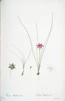 Picture 176 of 960 from Les liliacées (1805), leaf 91