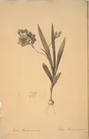 Picture 177 of 960 from Les liliacées (1805), leaf 92