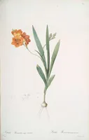 Picture 178 of 960 from Les liliacées (1805), leaf 92