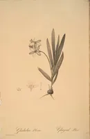 Picture 179 of 960 from Les liliacées (1805), leaf 93