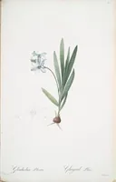Picture 180 of 960 from Les liliacées (1805), leaf 93