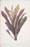 Picture 181 of 960 from Les liliacées (1805), leaf 94