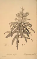 An illustration from Les liliacées (1805)