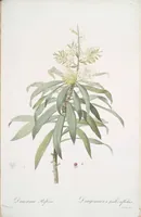 Picture 184 of 960 from Les liliacées (1805), leaf 95