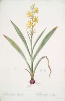 Picture 185 of 960 from Les liliacées (1805), leaf 96