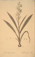 Picture 186 of 960 from Les liliacées (1805), leaf 96