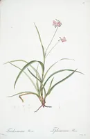 Picture 187 of 960 from Les liliacées (1805), leaf 97