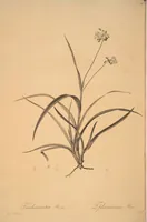 Picture 188 of 960 from Les liliacées (1805), leaf 97