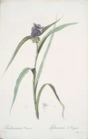 Picture 190 of 960 from Les liliacées (1805), leaf 98