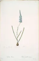 Picture 191 of 960 from Les liliacées (1805), leaf 99