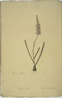 An illustration from Les liliacées (1805)