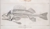 An illustration from Voyage de la corvette l'Astrolabe exécuté par ordre du roi, pendant les années 1826-1827-1828-1829, sous le commandement de M. J. Dumont d'Urville (1830)