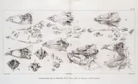 An illustration from Voyage de la corvette l'Astrolabe exécuté par ordre du roi, pendant les années 1826-1827-1828-1829, sous le commandement de M. J. Dumont d'Urville (1830)