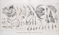 Picture 124 of 426 from Voyage de la corvette l'Astrolabe exécuté par ordre du roi, pendant les années 1826-1827-1828-1829, sous le commandement de M. J. Dumont d'Urville (1830), leaf 124