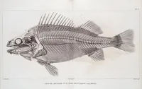 An illustration from Voyage de la corvette l'Astrolabe exécuté par ordre du roi, pendant les années 1826-1827-1828-1829, sous le commandement de M. J. Dumont d'Urville (1830)