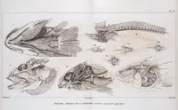 An illustration from Voyage de la corvette l'Astrolabe exécuté par ordre du roi, pendant les années 1826-1827-1828-1829, sous le commandement de M. J. Dumont d'Urville (1830)