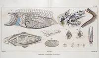 An illustration from Voyage de la corvette l'Astrolabe exécuté par ordre du roi, pendant les années 1826-1827-1828-1829, sous le commandement de M. J. Dumont d'Urville (1830)