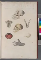 An illustration from Voyage de la corvette l'Astrolabe exécuté par ordre du roi, pendant les années 1826-1827-1828-1829, sous le commandement de M. J. Dumont d'Urville (1830)