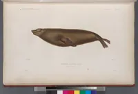 An illustration from Voyage de la corvette l'Astrolabe exécuté par ordre du roi, pendant les années 1826-1827-1828-1829, sous le commandement de M. J. Dumont d'Urville (1830)