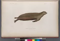 An illustration from Voyage de la corvette l'Astrolabe exécuté par ordre du roi, pendant les années 1826-1827-1828-1829, sous le commandement de M. J. Dumont d'Urville (1830)