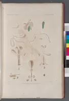 An illustration from Voyage de la corvette l'Astrolabe exécuté par ordre du roi, pendant les années 1826-1827-1828-1829, sous le commandement de M. J. Dumont d'Urville (1830)