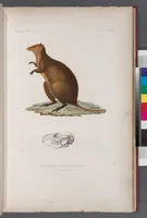An illustration from Voyage de la corvette l'Astrolabe exécuté par ordre du roi, pendant les années 1826-1827-1828-1829, sous le commandement de M. J. Dumont d'Urville (1830)