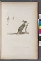 An illustration from Voyage de la corvette l'Astrolabe exécuté par ordre du roi, pendant les années 1826-1827-1828-1829, sous le commandement de M. J. Dumont d'Urville (1830)