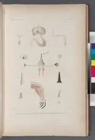 An illustration from Voyage de la corvette l'Astrolabe exécuté par ordre du roi, pendant les années 1826-1827-1828-1829, sous le commandement de M. J. Dumont d'Urville (1830)