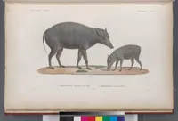 An illustration from Voyage de la corvette l'Astrolabe exécuté par ordre du roi, pendant les années 1826-1827-1828-1829, sous le commandement de M. J. Dumont d'Urville (1830)