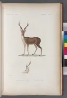 An illustration from Voyage de la corvette l'Astrolabe exécuté par ordre du roi, pendant les années 1826-1827-1828-1829, sous le commandement de M. J. Dumont d'Urville (1830)