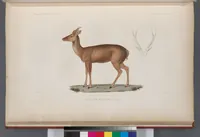 An illustration from Voyage de la corvette l'Astrolabe exécuté par ordre du roi, pendant les années 1826-1827-1828-1829, sous le commandement de M. J. Dumont d'Urville (1830)