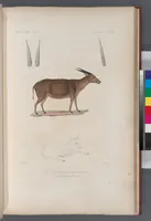 An illustration from Voyage de la corvette l'Astrolabe exécuté par ordre du roi, pendant les années 1826-1827-1828-1829, sous le commandement de M. J. Dumont d'Urville (1830)