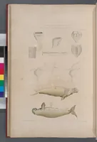 An illustration from Voyage de la corvette l'Astrolabe exécuté par ordre du roi, pendant les années 1826-1827-1828-1829, sous le commandement de M. J. Dumont d'Urville (1830)