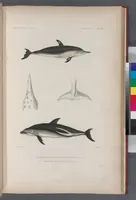 An illustration from Voyage de la corvette l'Astrolabe exécuté par ordre du roi, pendant les années 1826-1827-1828-1829, sous le commandement de M. J. Dumont d'Urville (1830)