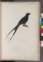 An illustration from Voyage de la corvette l'Astrolabe exécuté par ordre du roi, pendant les années 1826-1827-1828-1829, sous le commandement de M. J. Dumont d'Urville (1830)